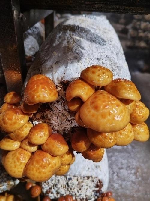 滑子蘑哪些栽培品种最适合种植?-图2 滑子蘑哪些栽培品种最适合种植?-图2