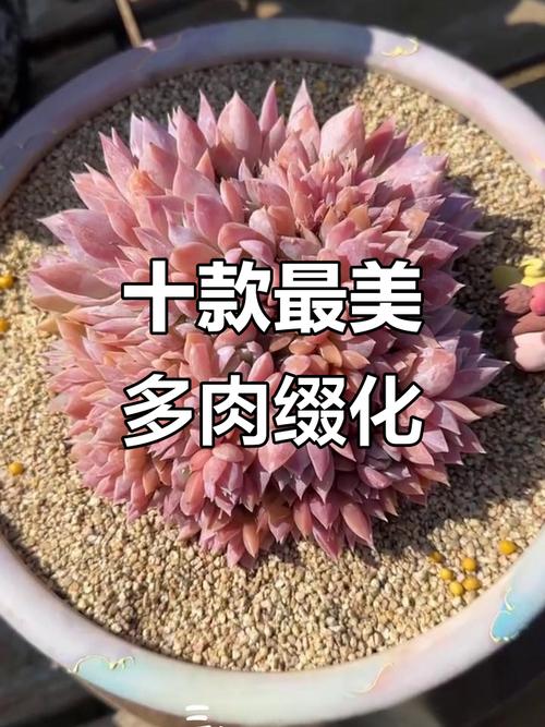 多肉花的品种有那些-图2