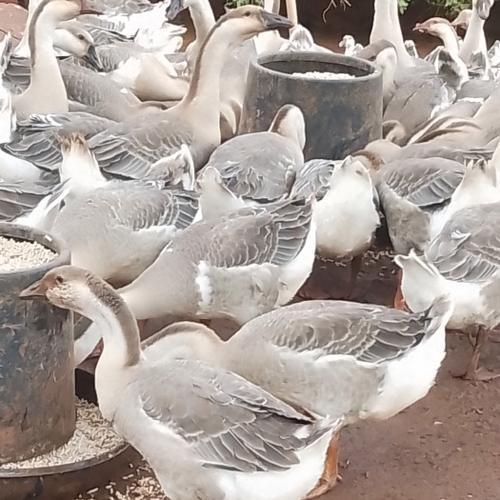 皖杂鹅品种具体有哪些？-图1