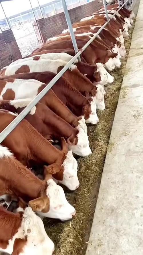 山西适合养啥品种牛？-图1