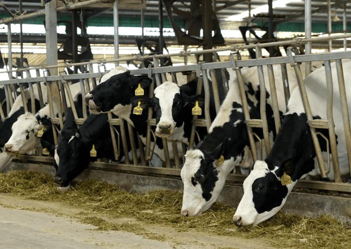 山西适合养啥品种牛？-图2