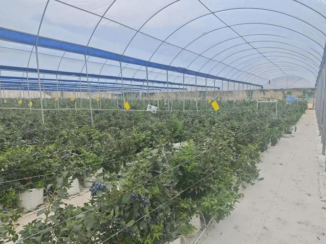 大棚蓝莓种植技术视频-图1