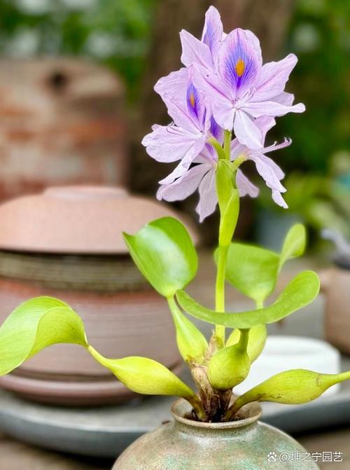 水布代花品种有多少-图1 水布代花品种有多少-图1