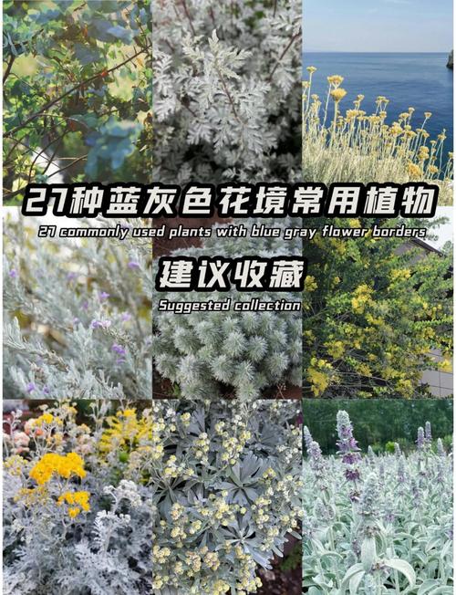 水布代花品种有多少-图2 水布代花品种有多少-图2