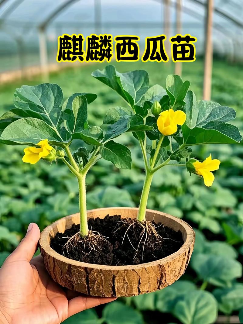 浙江麒麟西瓜种植技术-图1 浙江麒麟西瓜种植技术-图1