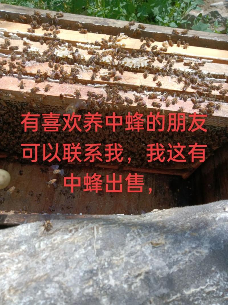 国外养蜂新技术，具体有哪些新招？-图1