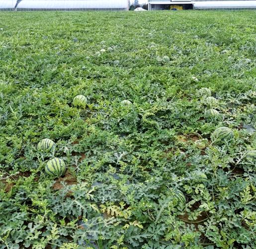 露地西瓜种植高产技术-图1 露地西瓜种植高产技术-图1