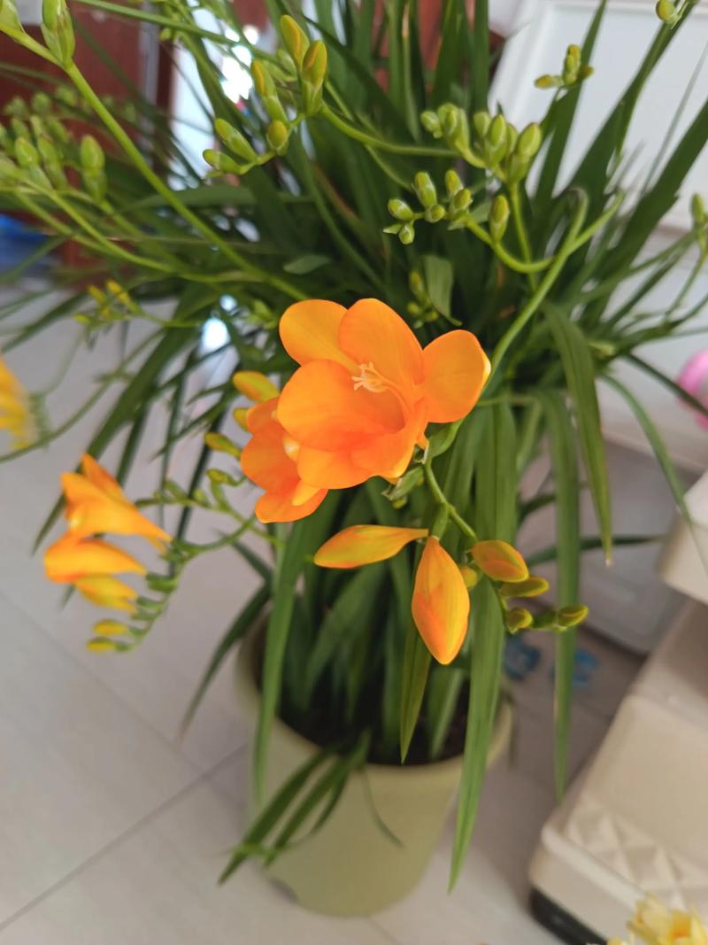 香雪兰什么品种好养活?-图1 香雪兰什么品种好养活?-图1