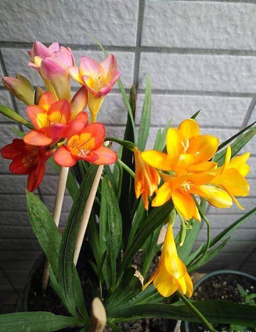 香雪兰什么品种好养活?-图2 香雪兰什么品种好养活?-图2