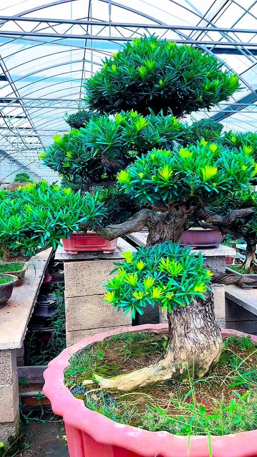 最珍贵的罗汉松品种究竟是什么？-图1