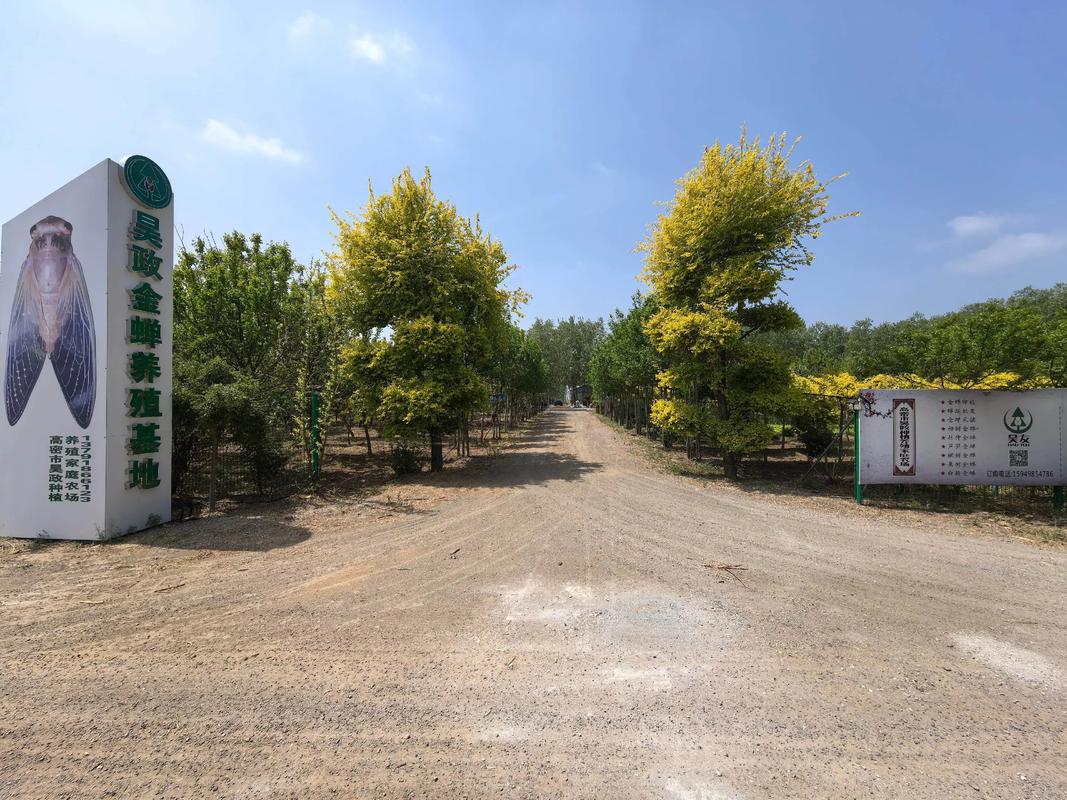 2025金蝉养殖技术-图1 2025金蝉养殖技术-图1