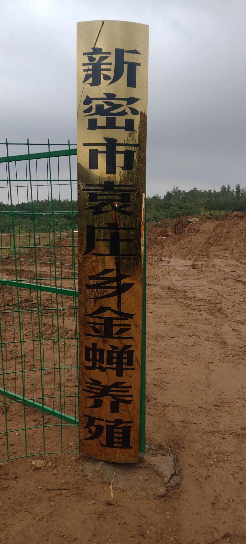 2025金蝉养殖技术-图2 2025金蝉养殖技术-图2