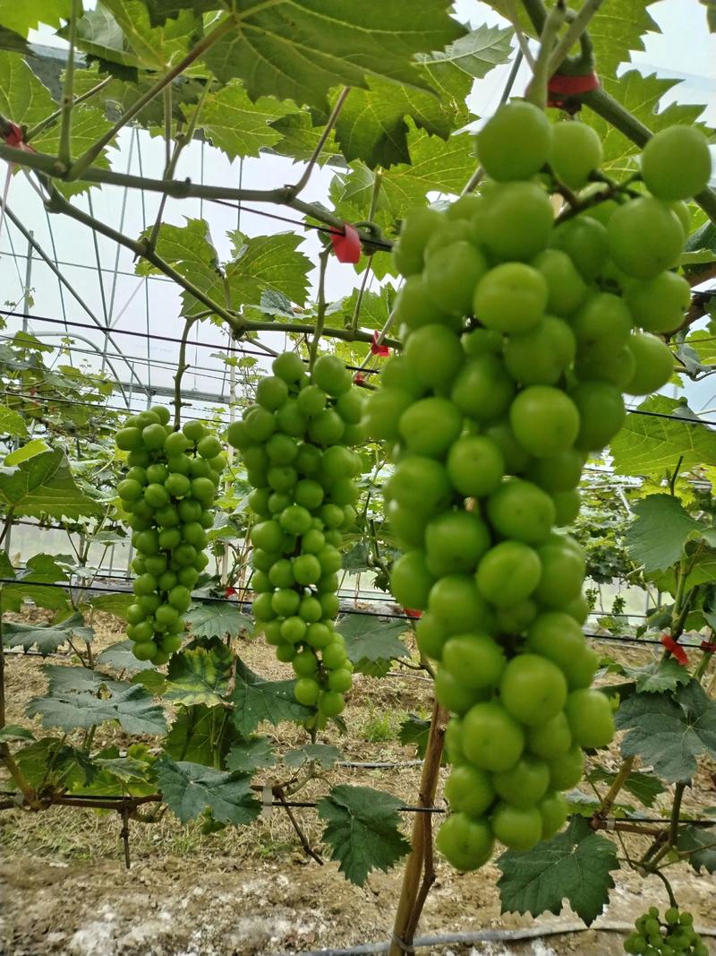 2025葡萄种植技术-图1 2025葡萄种植技术-图1