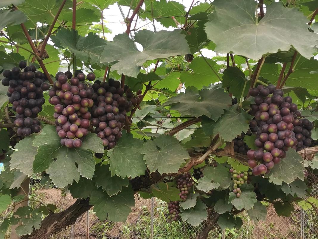 2025葡萄种植技术-图2