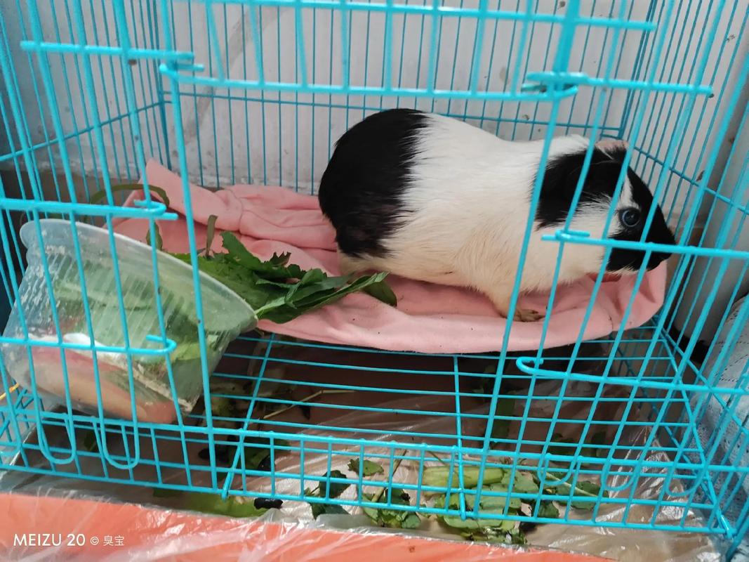 河南省养什么猪品种-图1 河南省养什么猪品种-图1