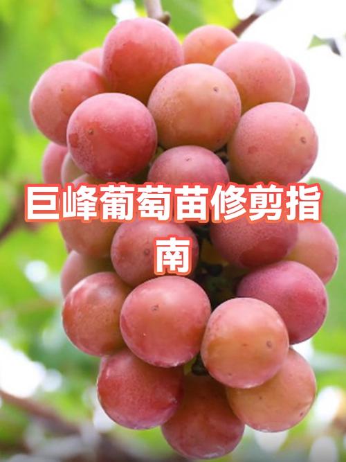 葡萄苗第一年剪枝该怎么剪？-图1