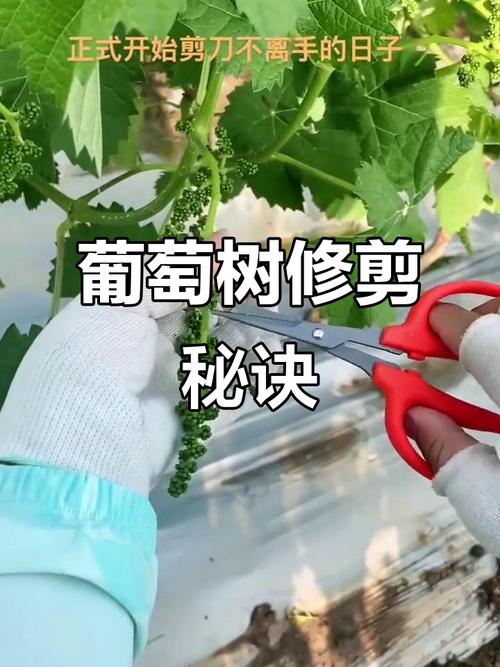 葡萄苗第一年剪枝该怎么剪？-图2