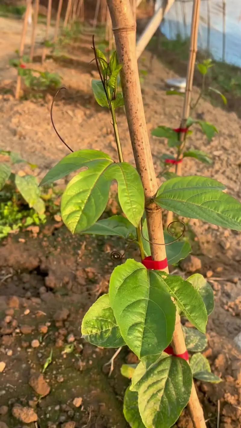 百香果高产种植管理技术有哪些要点？-图2