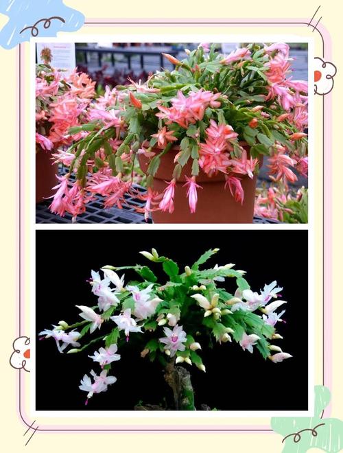 蟹爪兰品种价格差异有多大？-图1