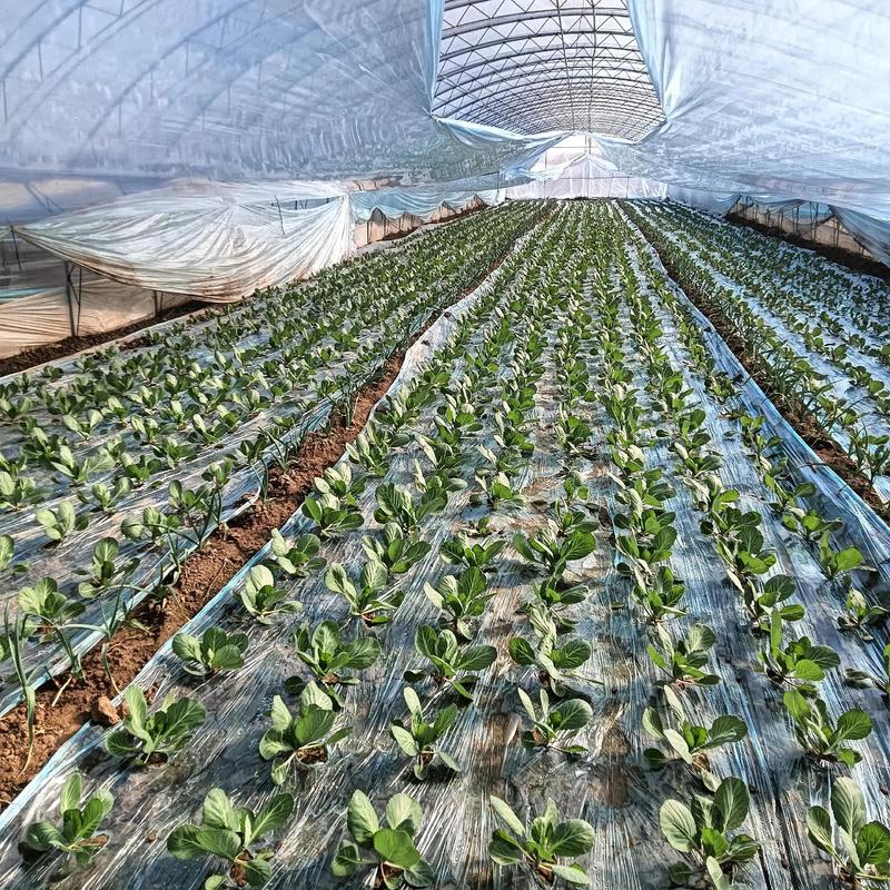 大棚菜花种植技术视频-图1