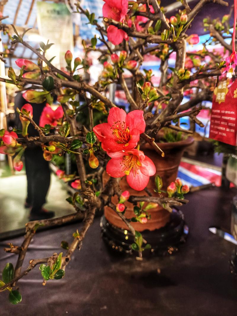 海棠花最珍贵品种是哪一种?-图1 海棠花最珍贵品种是哪一种?-图1