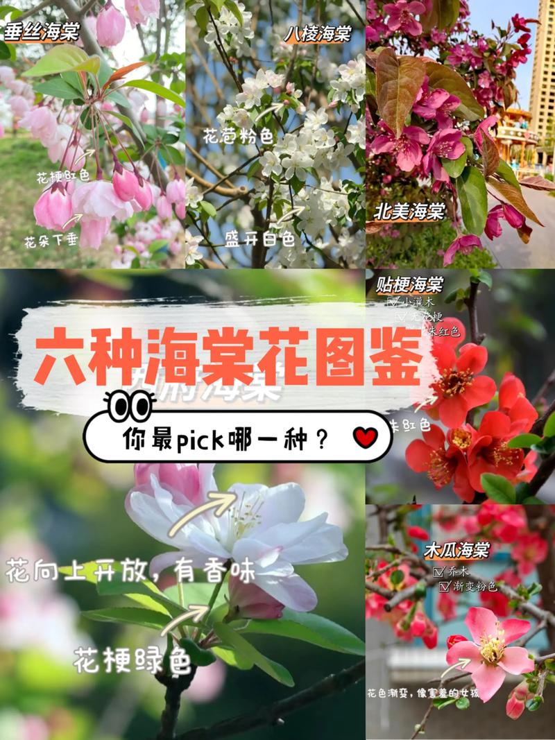 海棠花最珍贵品种是哪一种?-图2 海棠花最珍贵品种是哪一种?-图2