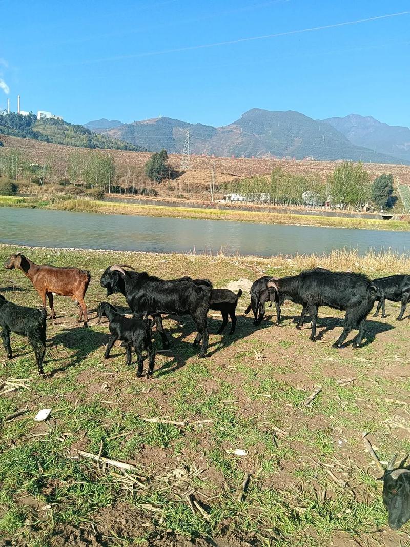 大山里养羊选啥品种合适?-图1 大山里养羊选啥品种合适?-图1