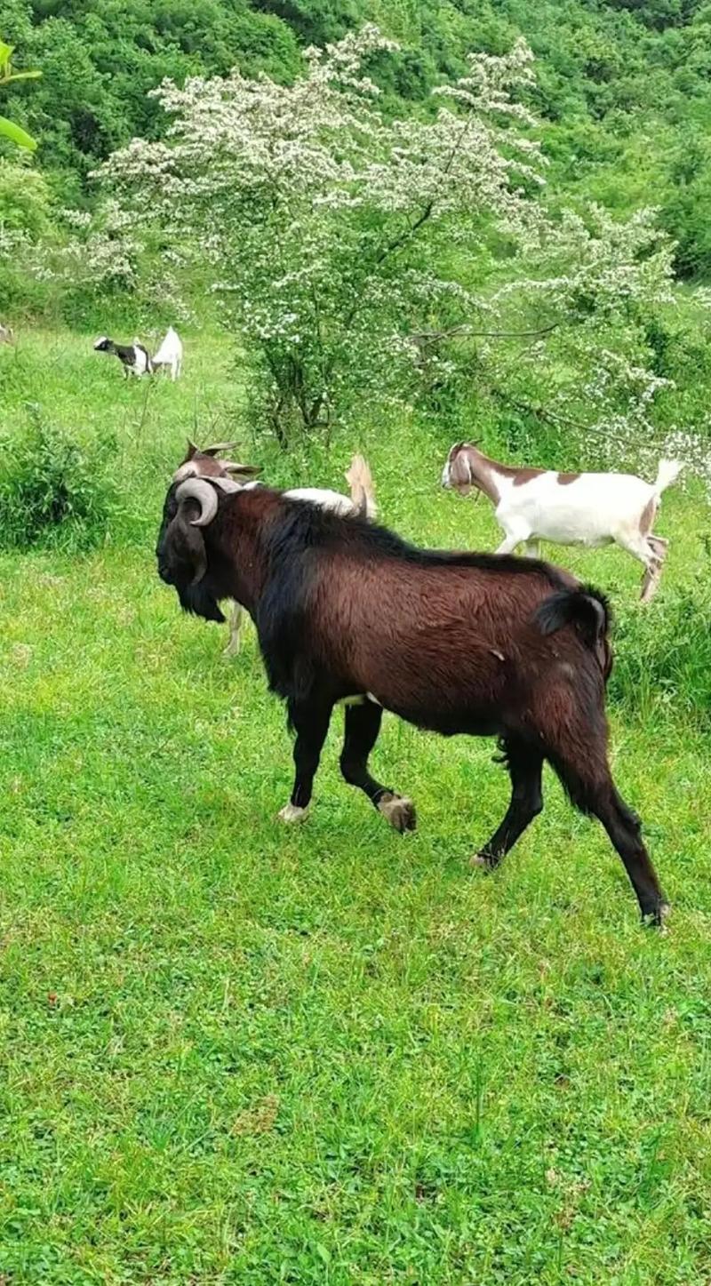 大山里养羊选啥品种合适?-图2 大山里养羊选啥品种合适?-图2