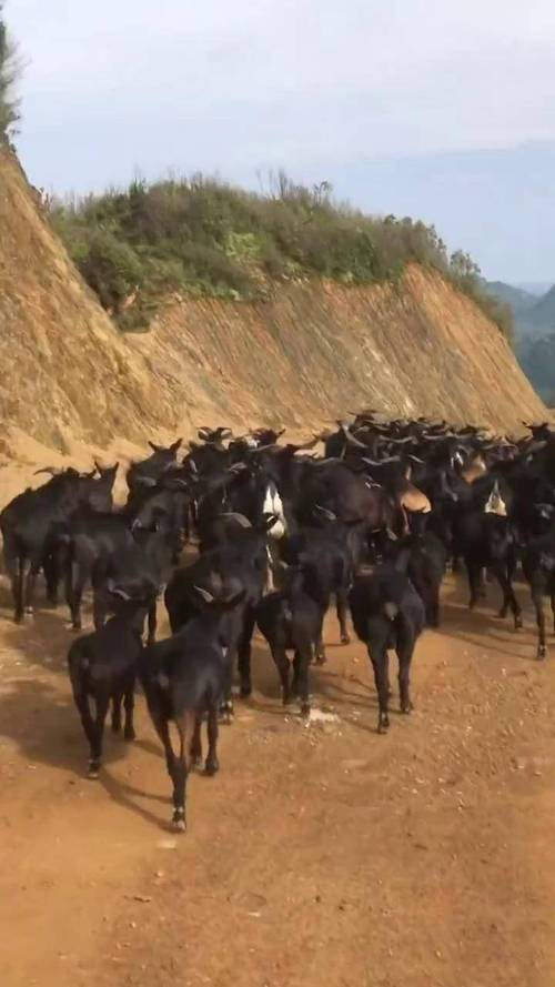 大山里养羊选啥品种合适?-图3 大山里养羊选啥品种合适?-图3