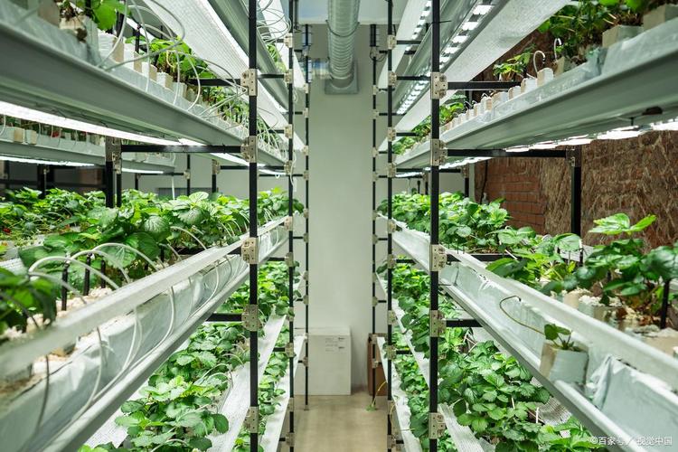 室内无土栽培技术视频怎么学?-图1 室内无土栽培技术视频怎么学?-图1