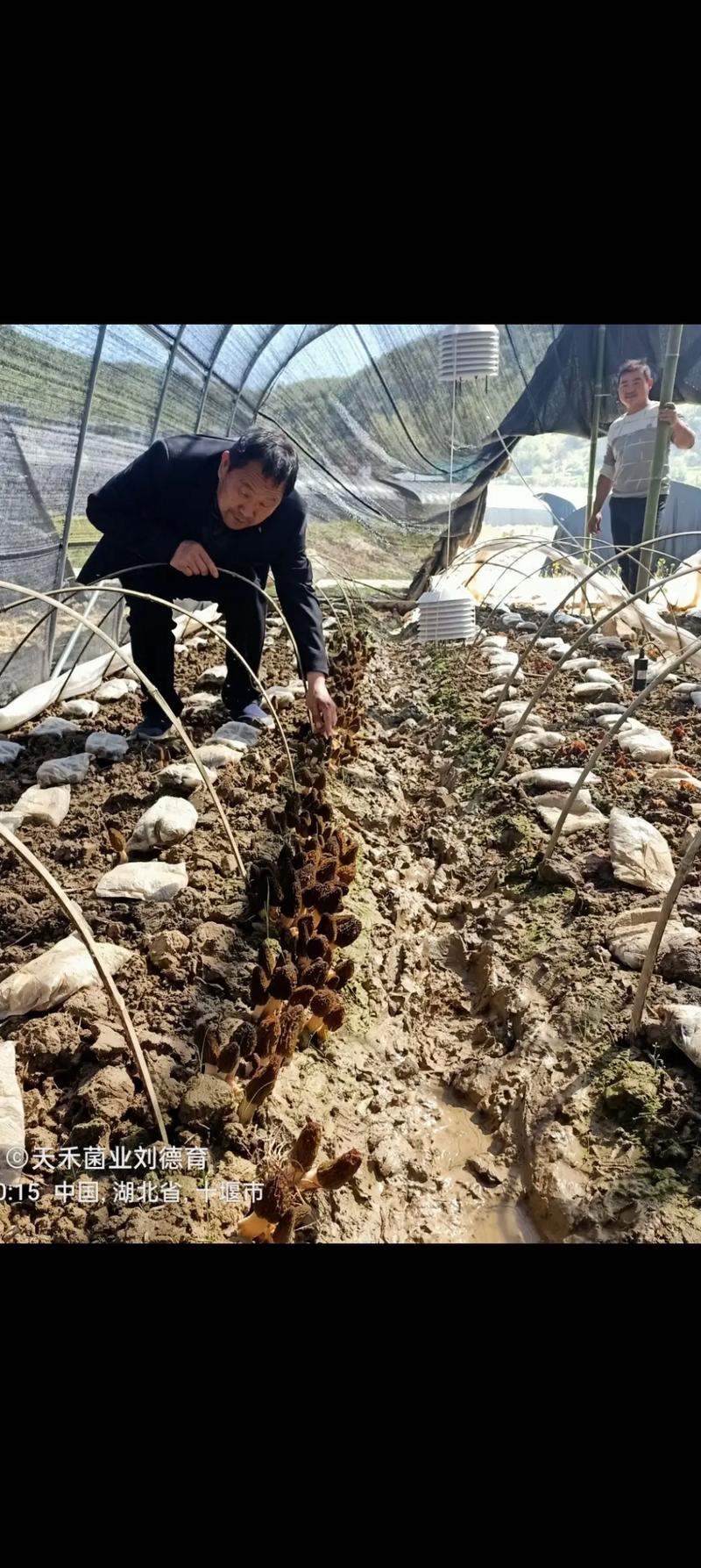 黄春贵羊肚菌种植技术有何秘诀?-图1 黄春贵羊肚菌种植技术有何秘诀?-图1