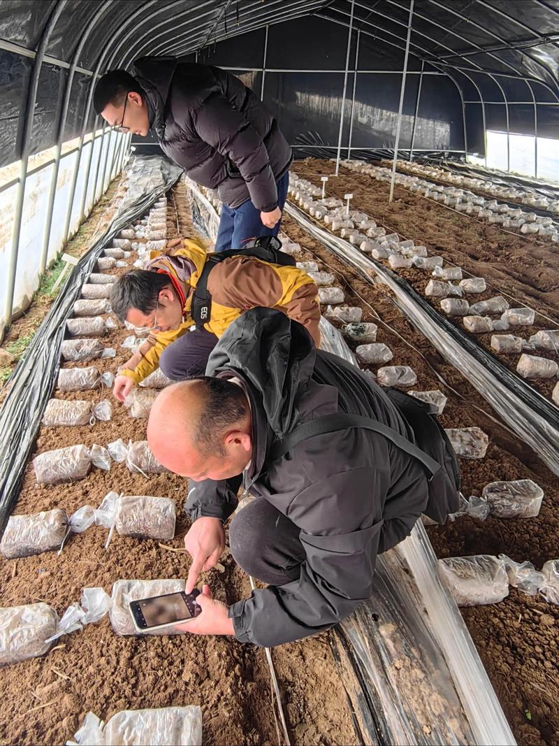 黄春贵羊肚菌种植技术有何秘诀？-图2