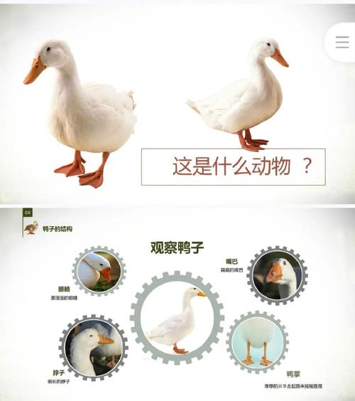 肉鸭技术与鸭病的防治-图2 肉鸭技术与鸭病的防治-图2