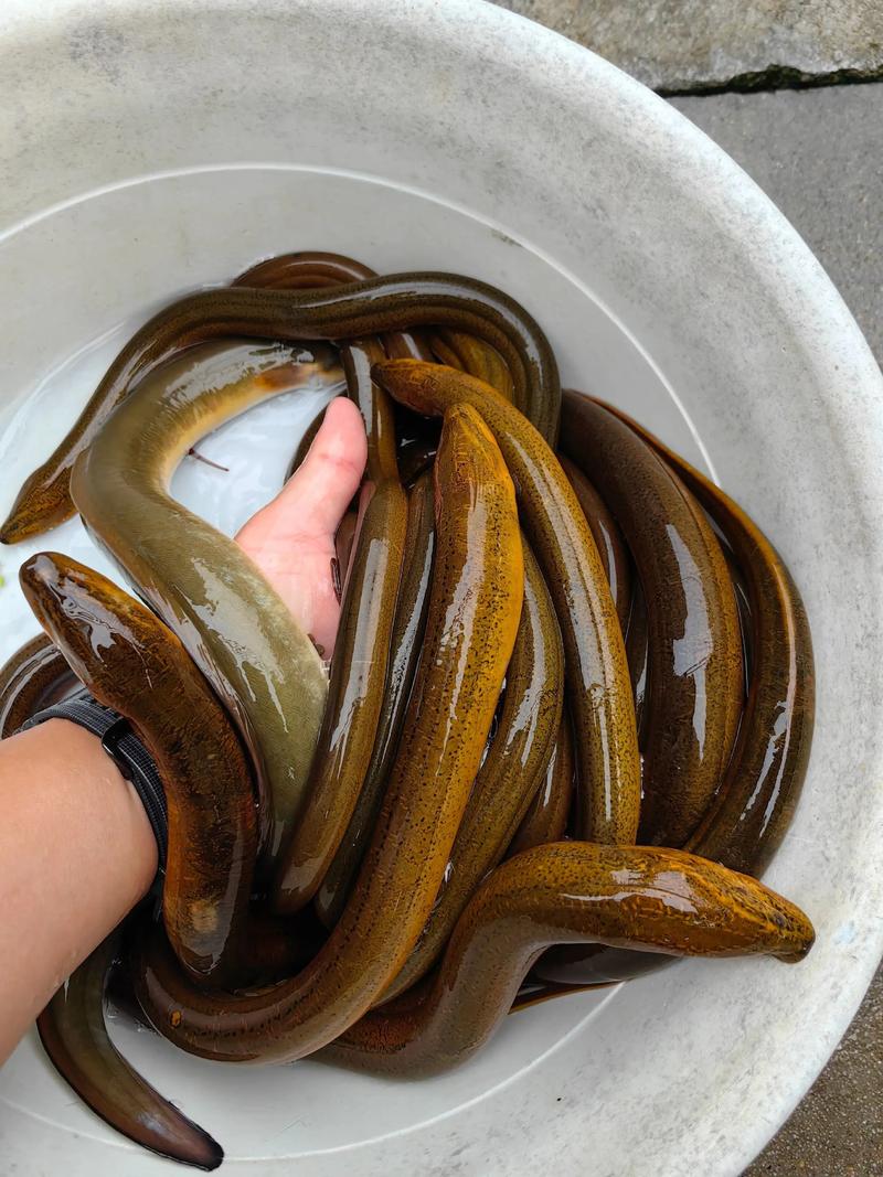 黄鳝和鳗鱼,哪个价格更高?-图1 黄鳝和鳗鱼,哪个价格更高?-图1