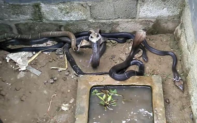 广西养蛇技术培训基地怎么报名？-图1