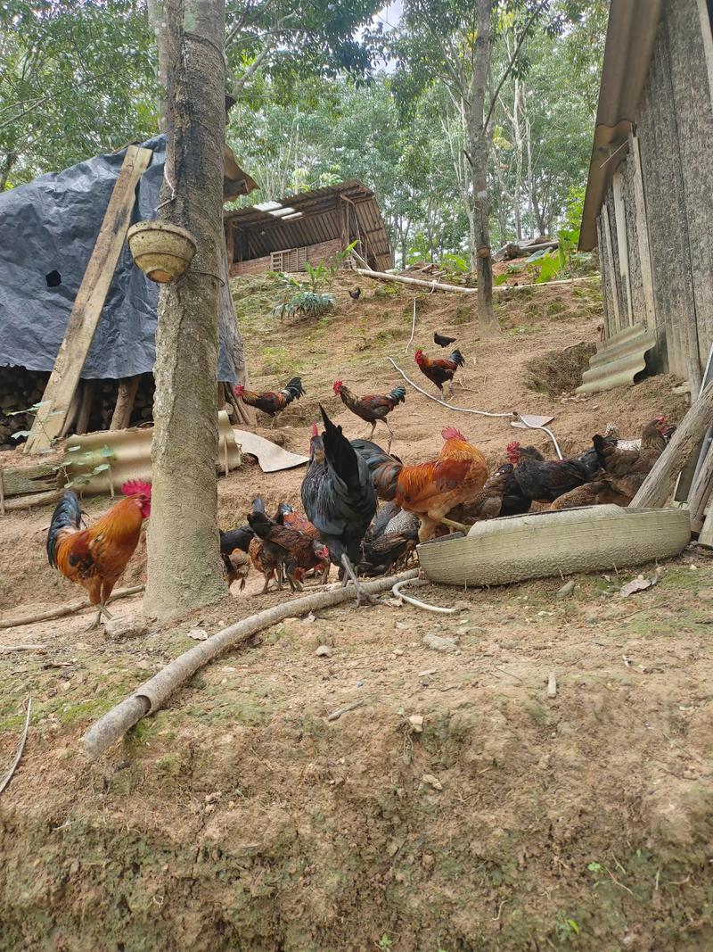 散养土鸡实用技术有哪些关键要点？-图1