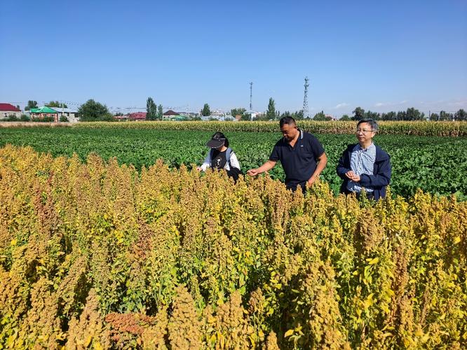 中国藜麦种植技术有何突破？-图2