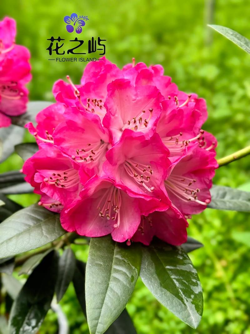 杜鹃花有哪些常见品种及图片？-图1