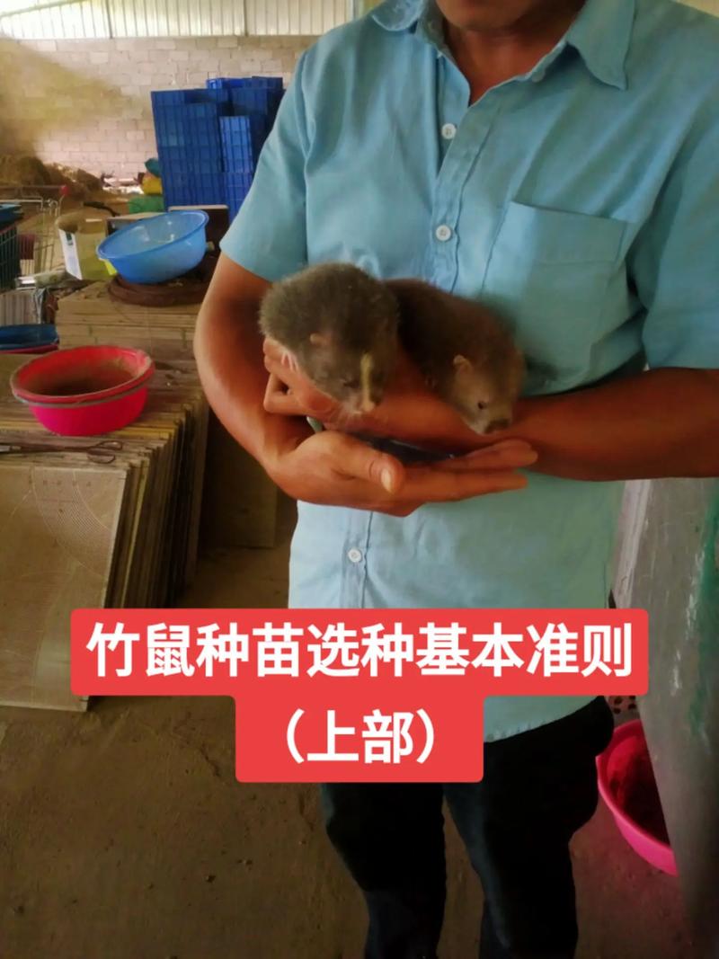 重庆竹鼠养殖技术培训哪里学?-图1 重庆竹鼠养殖技术培训哪里学?-图1