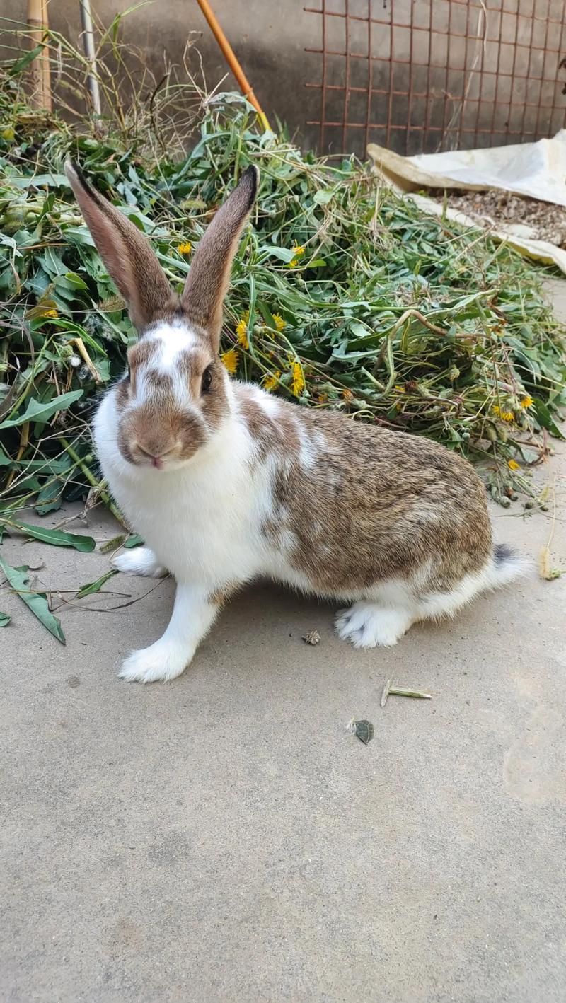 养野兔当宠物可行吗？-图1