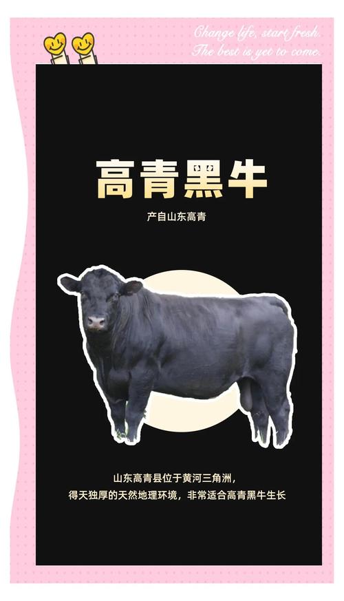 黑牛品种那个地方好-图1