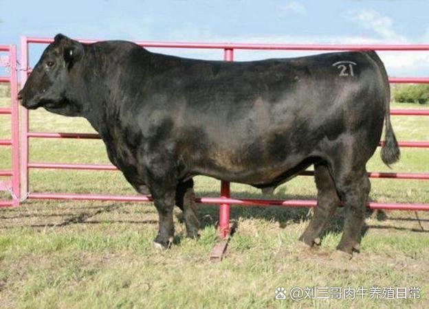 黑牛品种那个地方好-图2