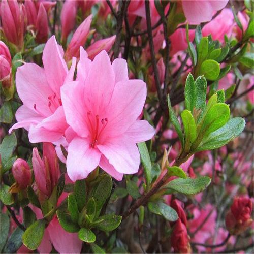 毛杜鹃花是什么品种-图2 毛杜鹃花是什么品种-图2