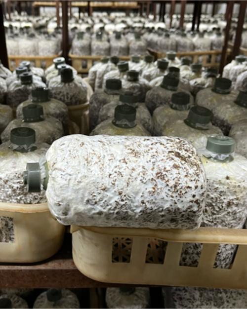 平菇室内袋装栽培技术要点有哪些?-图1 平菇室内袋装栽培技术要点有哪些?-图1