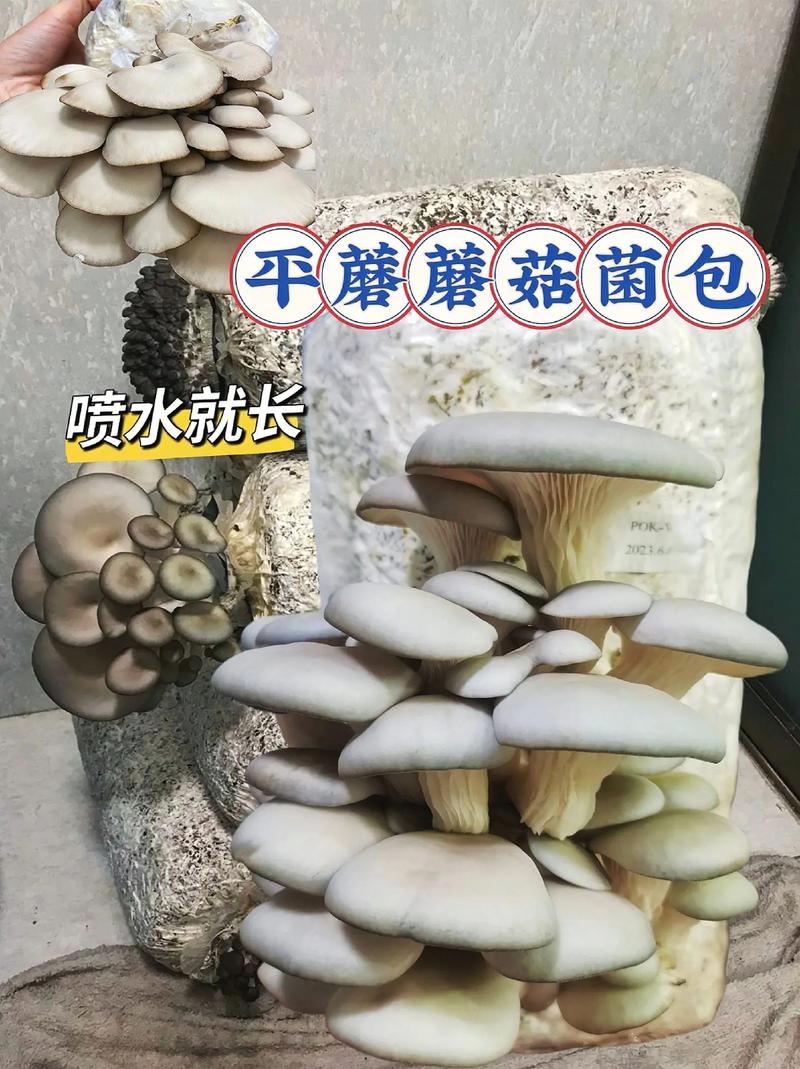 平菇室内袋装栽培技术要点有哪些?-图2 平菇室内袋装栽培技术要点有哪些?-图2