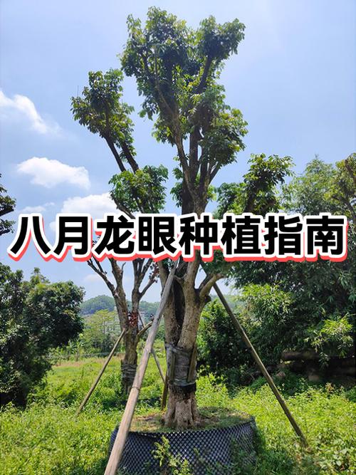 龙眼种植技术有哪些关键要点?-图2 龙眼种植技术有哪些关键要点?-图2