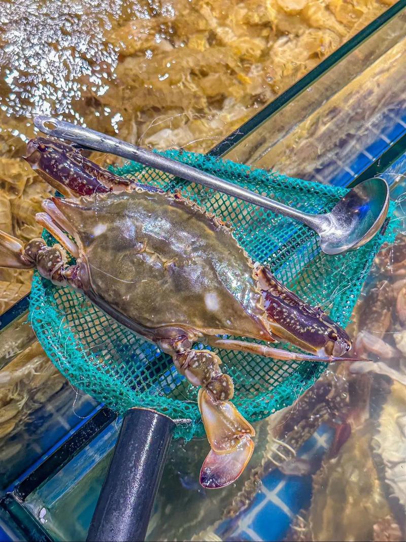 梭子蟹车间养殖技术难点有哪些?-图1 梭子蟹车间养殖技术难点有哪些?-图1