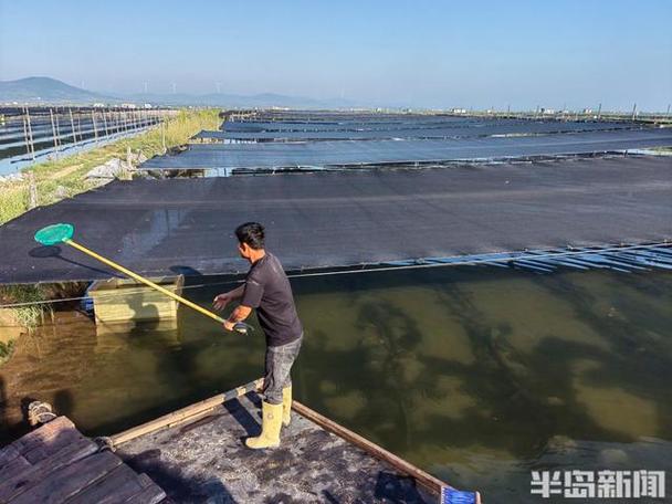 梭子蟹车间养殖技术难点有哪些?-图3 梭子蟹车间养殖技术难点有哪些?-图3