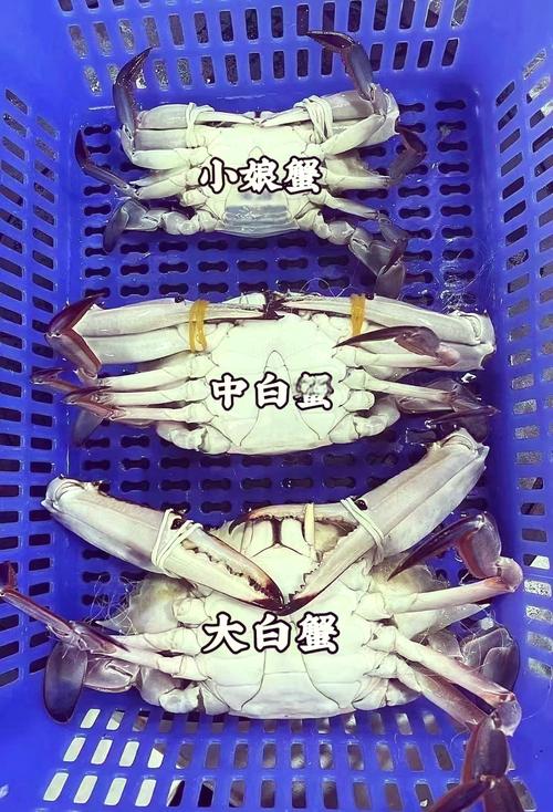 梭子蟹车间养殖技术难点有哪些?-图2 梭子蟹车间养殖技术难点有哪些?-图2