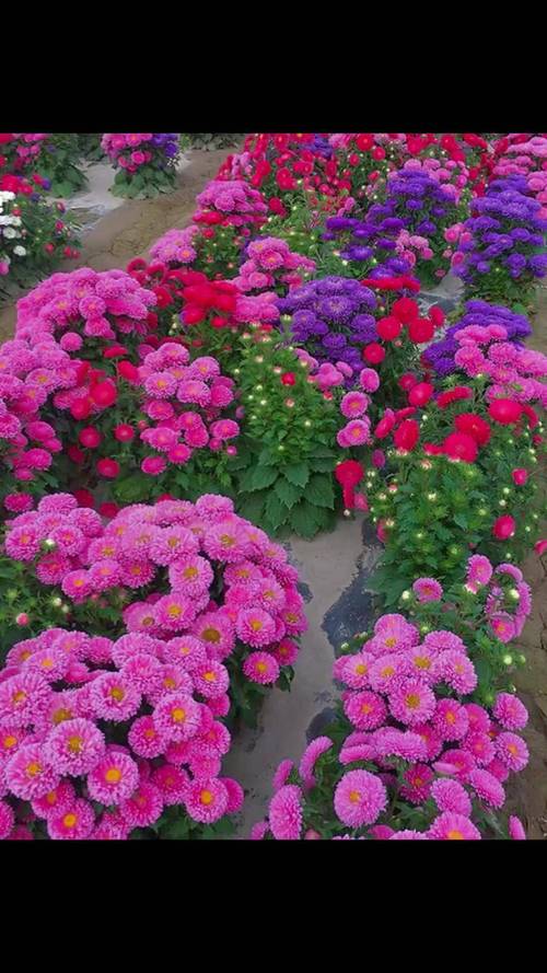 哪些翠菊花色好的品种值得推荐？-图1